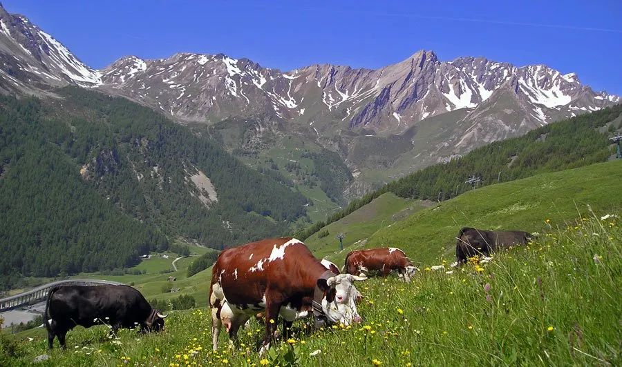Vacca pezzata rossa valdostana in alpeggio